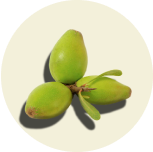 Argan Tree Stem Cell Extract