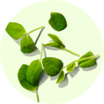 Pea Sprout Stem Cell Extract